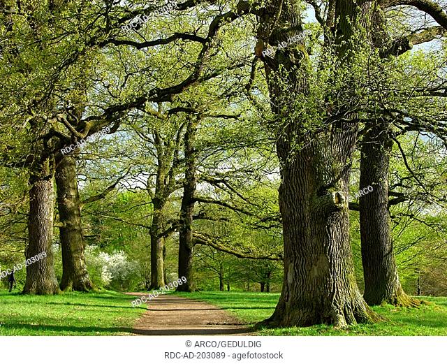 Oak trees, Quercus spec., Oak park