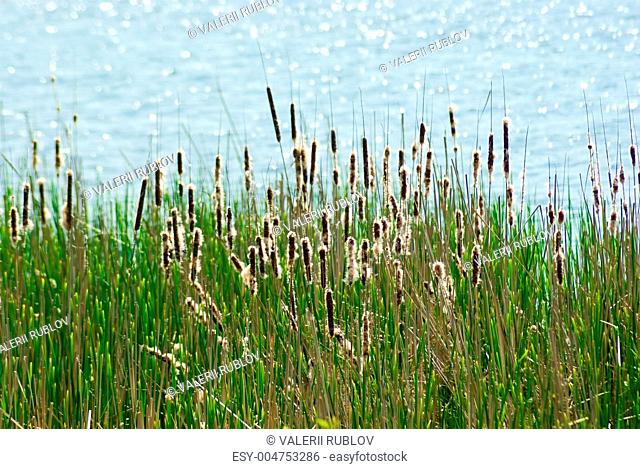 Flowering reed