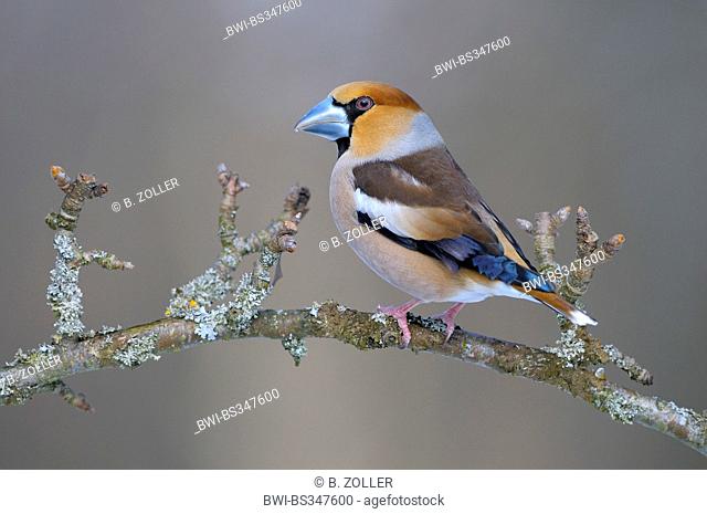 hawfinch (Coccothraustes coccothraustes), on its lookout in spring, Germany, Baden-Wuerttemberg