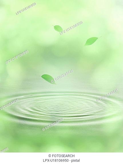 Green Leaf Falling on Water Surface