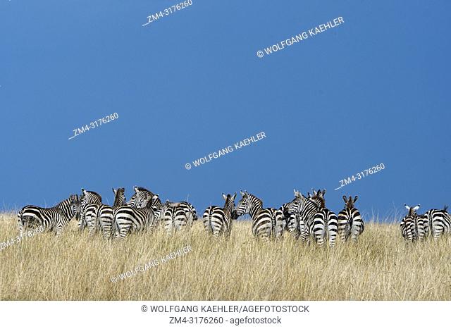 Plains zebras (Equus quagga, formerly Equus burchellii) also known as the common zebra or Burchell's zebra walking through the grassland under dark rain clouds...