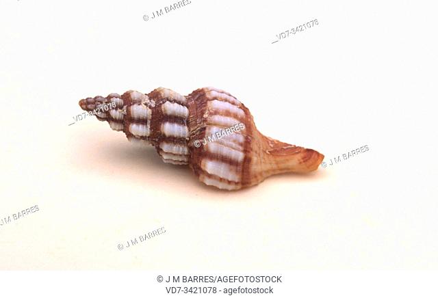 Syracusan spindle shell (Fusinus syracusanus) is a marine snail native to Mediterranean Sea