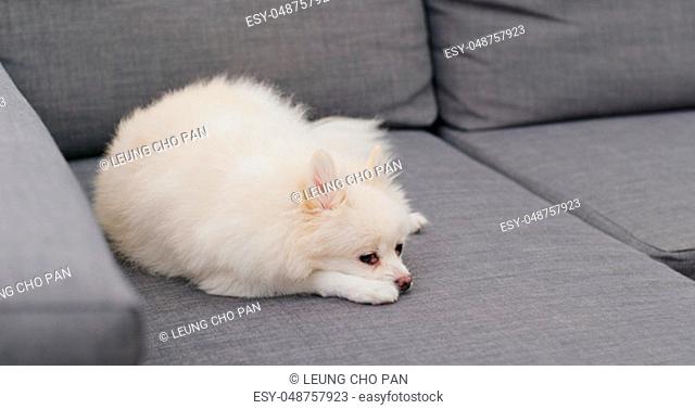 Pomeranian dog feel tired and sleep on sofa