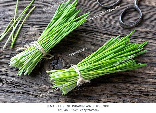 Young barley grass on a rustic background
