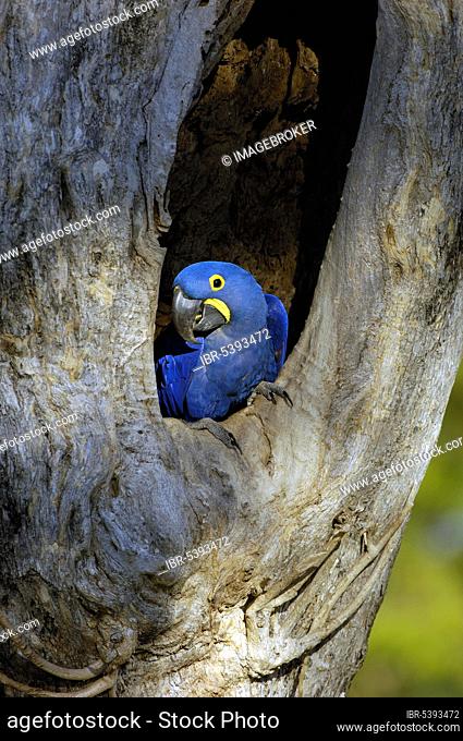 Hyacinth macaw (Anodorhynchus hyacinthinus) at the nest hole, Pantanal, Brazil, South America