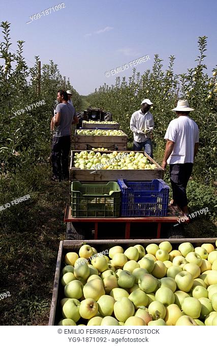 Collecting apples on a farm fruit  LLeida  Spain