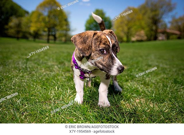 A puppy in a park