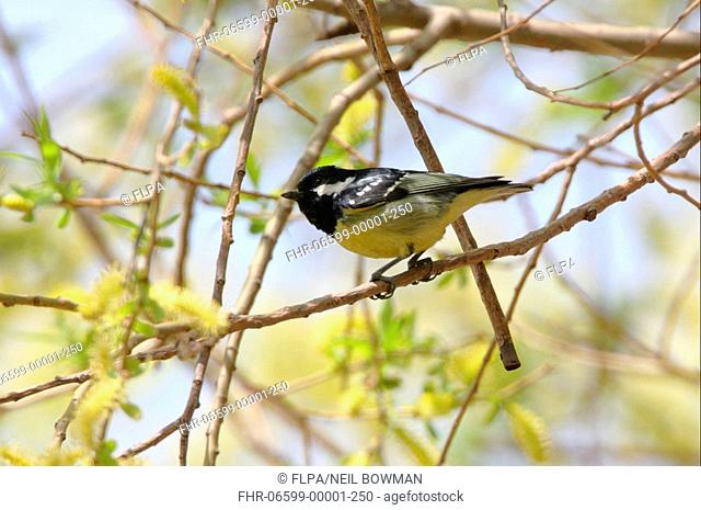 Yellow-bellied Tit Periparus venustulus adult, perched on twig, Beidaihe, Hebei, China, may