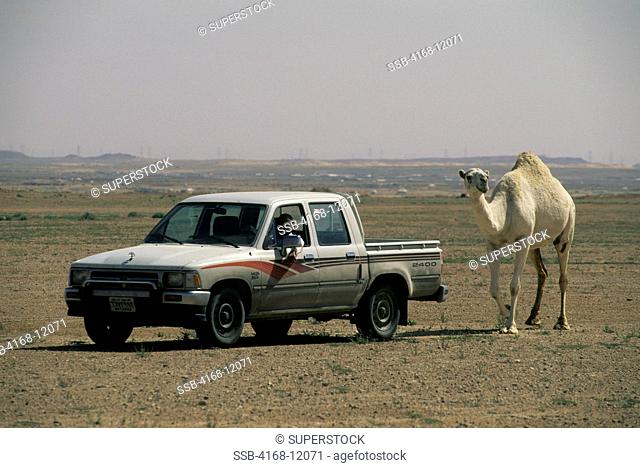 Saudi Arabia, Near Riyadh, Pickup Truck With Camel