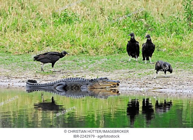 American Alligator Alligator or Pike-headed Alligator (Alligator mississippiensis) and Black Vultures (Coragyps atratus), Myakka River State Park, Florida, USA