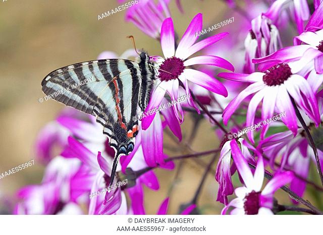 Zebra Swallowtail (Eurytides marcellus) on Cineraria 'Senetti Magenta Bicolor' (Pericallis) Holmes Co. MS Mississippi