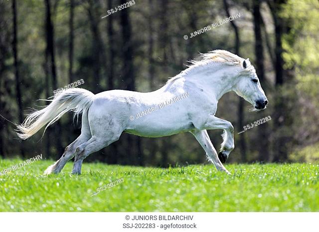 Connemara Pony. Gray stallion galloping on a pasture. Germany