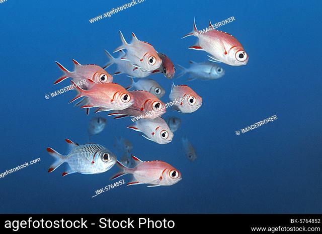 Pinecone soldierfish (Myripristis murdjan) swimming in blue water Indian Ocean, North Malé Atoll, Maldives, Asia