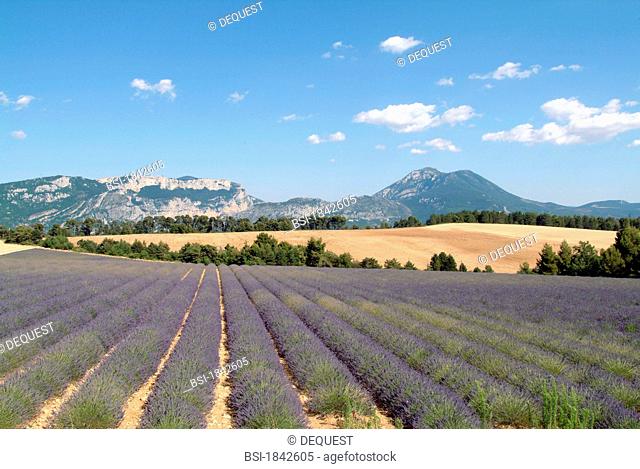 Field of bloomed lanvender on the plateau of Valensole near Riez, Var, France