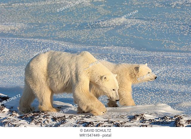 Two polar bears on a snowfield in Manitoba at sunset
