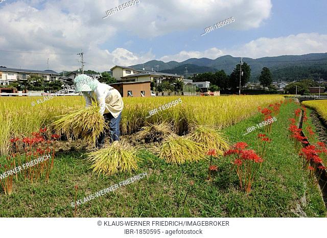 Farmer reaping rice with a sickle, Iwakura Kyoto, Japan, Asia