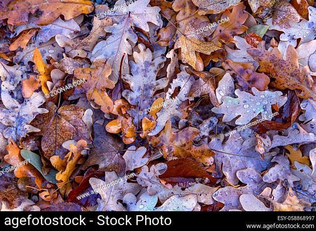wet autumn leaves seen from above