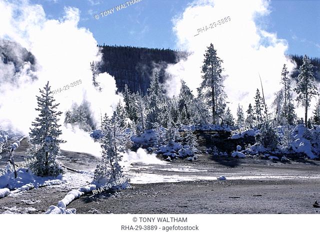 Geothermal steam, frosted trees and snow-free hot ground in Norris Basin in winter, Yellowstone National Park, UNESCO World Heritage Site, Wyoming