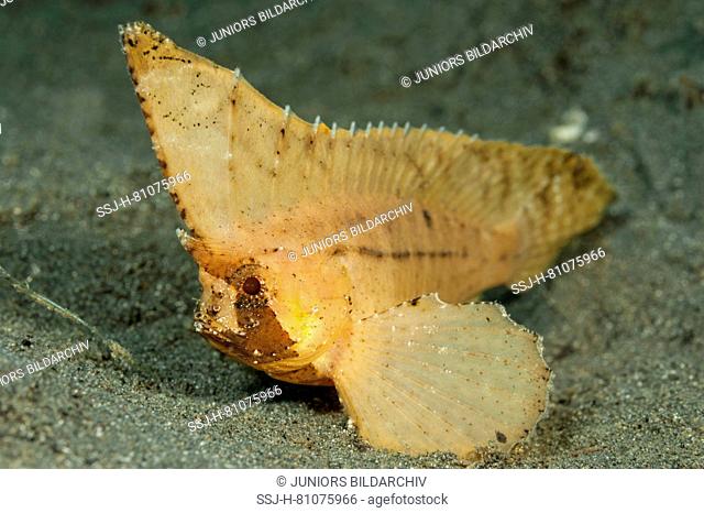 Spiny Waspfish, Spiny-leaf Fish (Ablabys macracanthus). Celebes Sea, Manado, Sulawesi, Indonesia