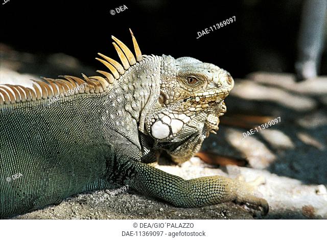Lesser Antillean Iguana (Iguana delicatissima), Iguanidae. Guadeloupe, Lesser Antilles