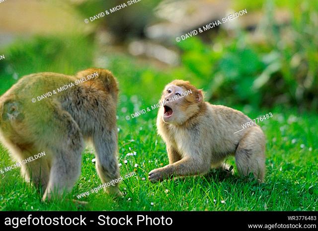Two Barbary Macaques (Macaca sylvanus) in meadow