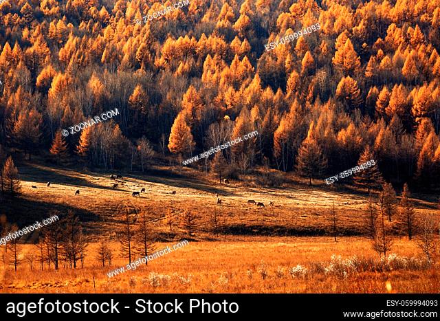 Autumn Mountain Forest Trees Landscape Nature Yellow Orange Red Green