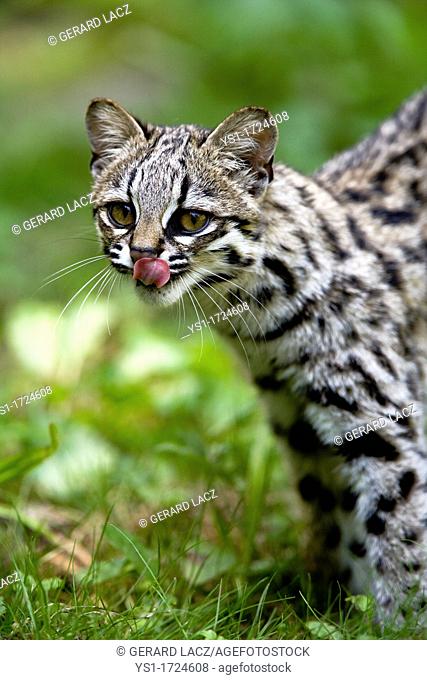 Tiger Cat or Oncilla, leopardus tigrinus, Adult licking Nose