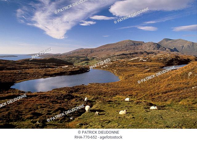 Sheep on rocky outcrops of Forest of Harris, North Harris, Outer Hebrides, Scotland, United Kingdom, Europe