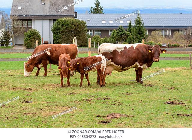 Bio-Rinder und Kälber auf der Weide mit Holzzaun umzäunt