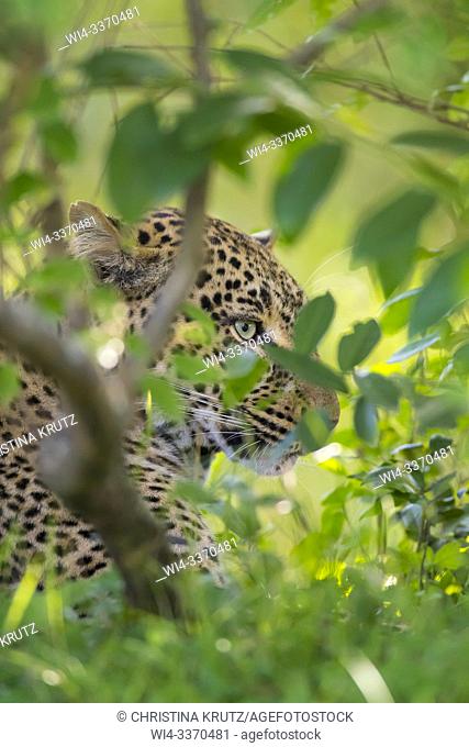 Leopard (Panthera pardus), Masai Mara National Reserve, Kenya