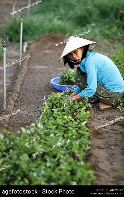 Agricuture. Organic vegetable gardens in Tra Que Village. Vietnamese woman planting seedlings. Hoi An. Vietnam