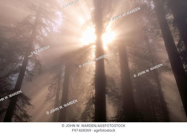 Light rays into Sequoias forest. Redwood National Park. California. USA
