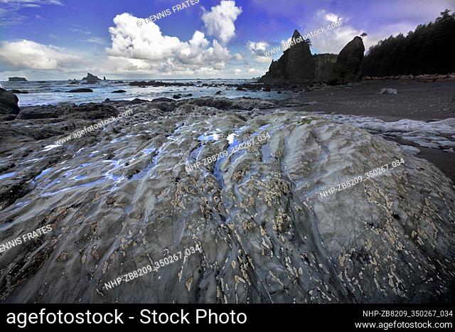 barnacles on rock at Rialto Beach. Olympic National Park, Washington