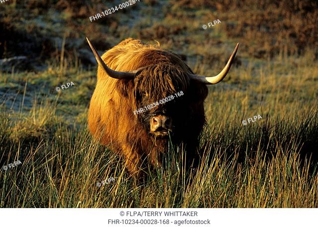 Highland Cattle - Cow grazing - Glen Nevis, Scottish Highlands, Scotland
