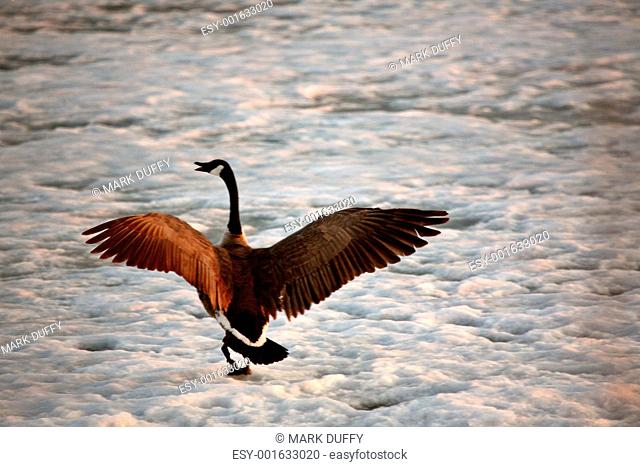 Canada Goose landing on the ice of Buffalo Pound Lake