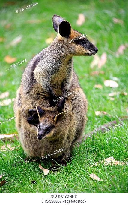 Agile Wallaby, (Macropus agilis), female with Joey in pouch, Cuddly Creek, South Australia, Australia