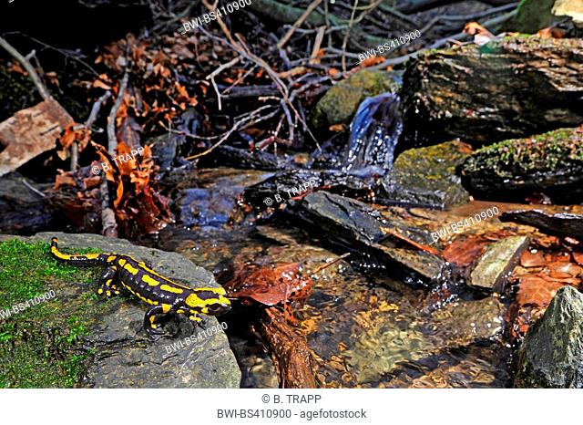 European fire salamander (Salamandra salamandra), at brookside, Germany, North Rhine-Westphalia, Bergisches Land