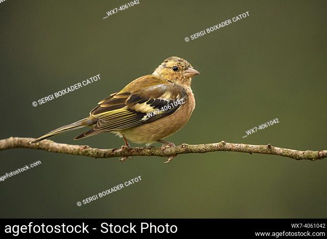 Common chaffinch (Fringilla coelebs) photographed from a Photo Logístics hide in Montseny (Barcelona, Catalonia, Spain)