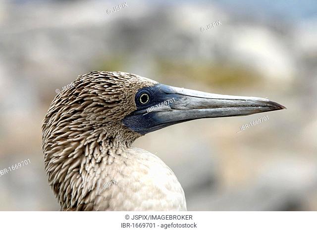 Blue-footed Booby (Sula nebouxii), adult, portrait, Galapagos Islands, Pacific Ocean