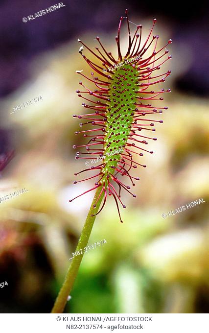 Great sundew or English sundew (Drosera anglica) leaves. This are the biggest sundew species in Europe - Bavaria/Germany