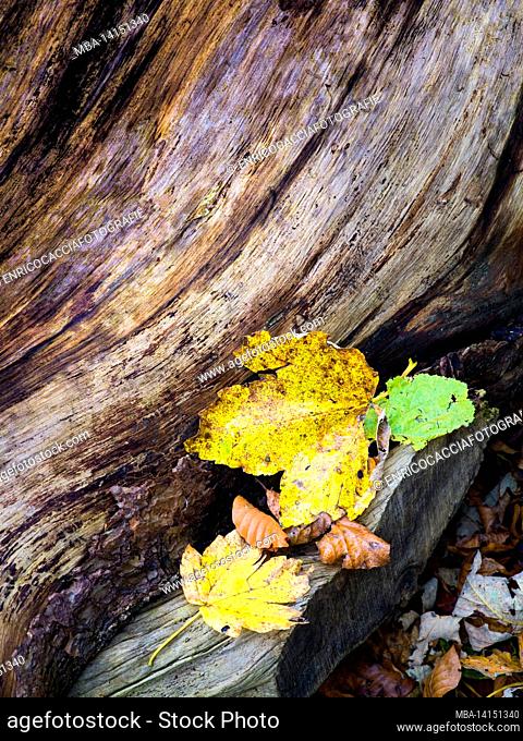 leaves on a tree stump