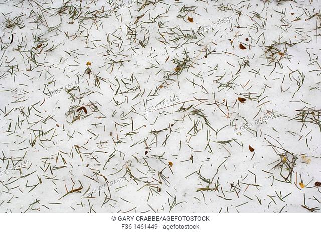 Pine needles lying on spring snow on the floor of Yosemite Valley, Yosemite National Park, California