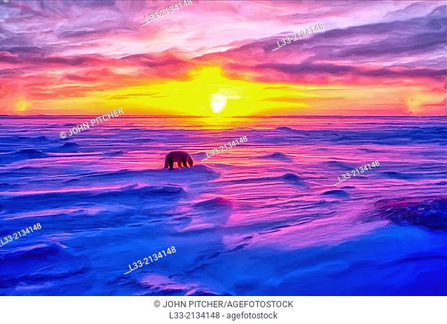 Polar bear, Artcic sunset