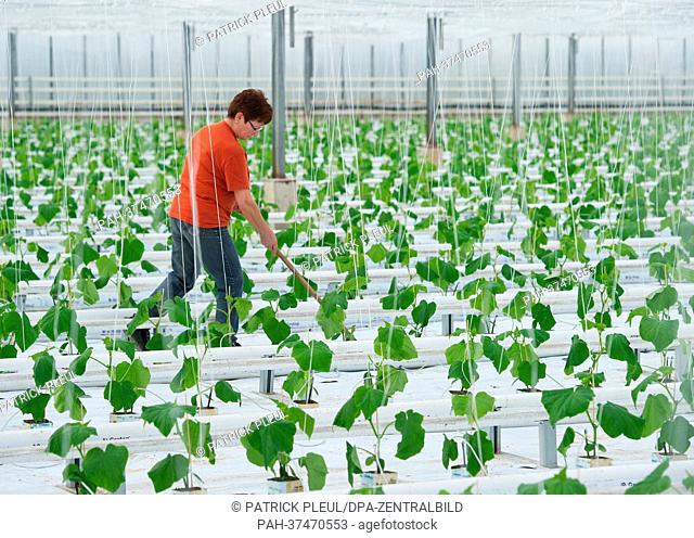 Gardners Regina Maerker from Fontana Gartenbau GmbH tends to young cucumber plants in a greenhouse in Manschnow, Germany, 20 February 2013
