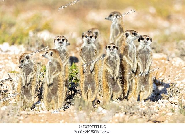 Botswana, Kgalagadi Transfrontier National Park, Mabuasehube Game Reserve, Meerkats, Suricata suricatta
