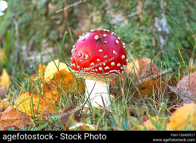 October 13, 2020, Schleswig, a small red fly agaric (Amanita muscaria), a poisonous mushroom, from the amanita family on the trunk of a birch