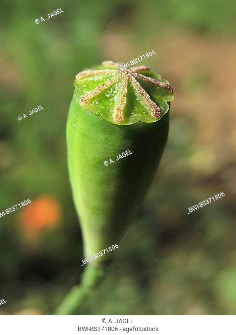 long-headed poppy, field poppy (Papaver dubium, Papaver dubium ssp. dubium), immature vessel, Germany, North Rhine-Westphalia