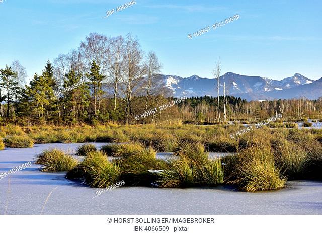 Ice-covered pond with Common Club-rushes or Bulrushes (Schoenoplectus lacustris), Grundbeckenmoor near Raubling, Bavaria, Germany