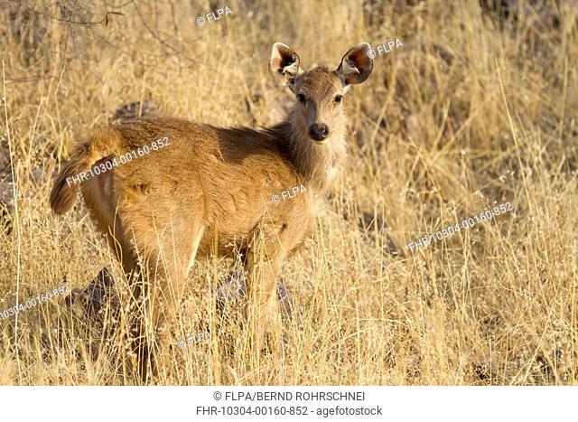 Sambar (Rusa unicolor) young, standing in grass, Ranthambore N.P., Rajasthan, India, March