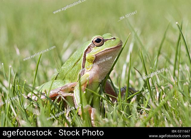 A little green frog in the grass